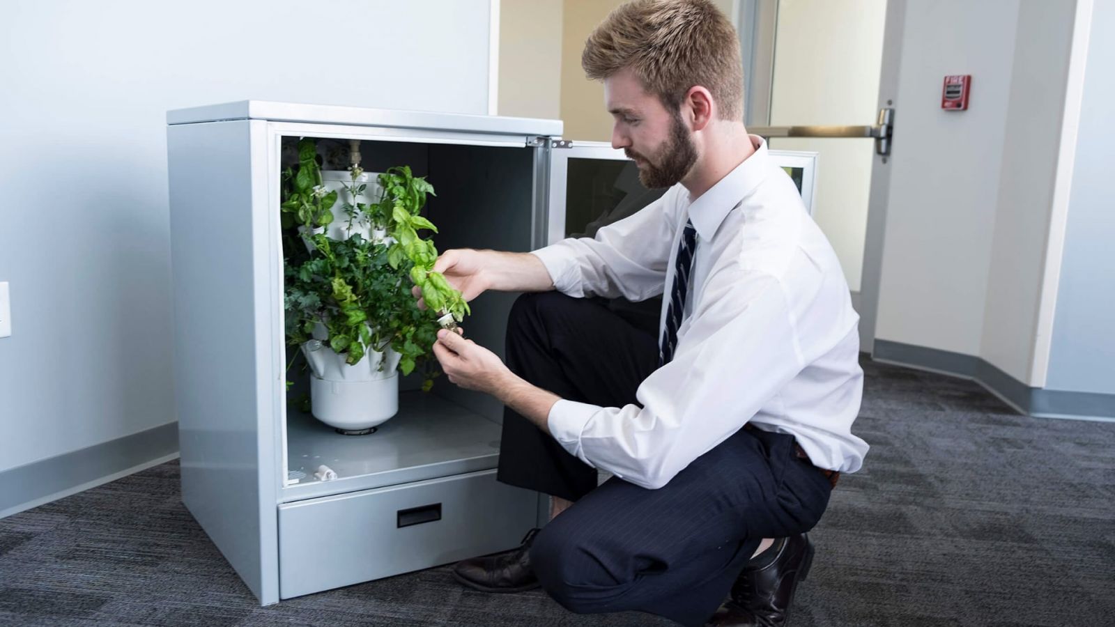 Scott Massey, Heliponix LLC chief executive officer, examines the development of plants growing in a GroPod, a dishwasher-sized appliance that fits under a kitchen counter and grows produce year-round. Heliponix was among five companies selected to receive $80,000 investments from the Elevate Purdue Foundry Fund. (Chris Adam/Purdue Research Foundation Image)