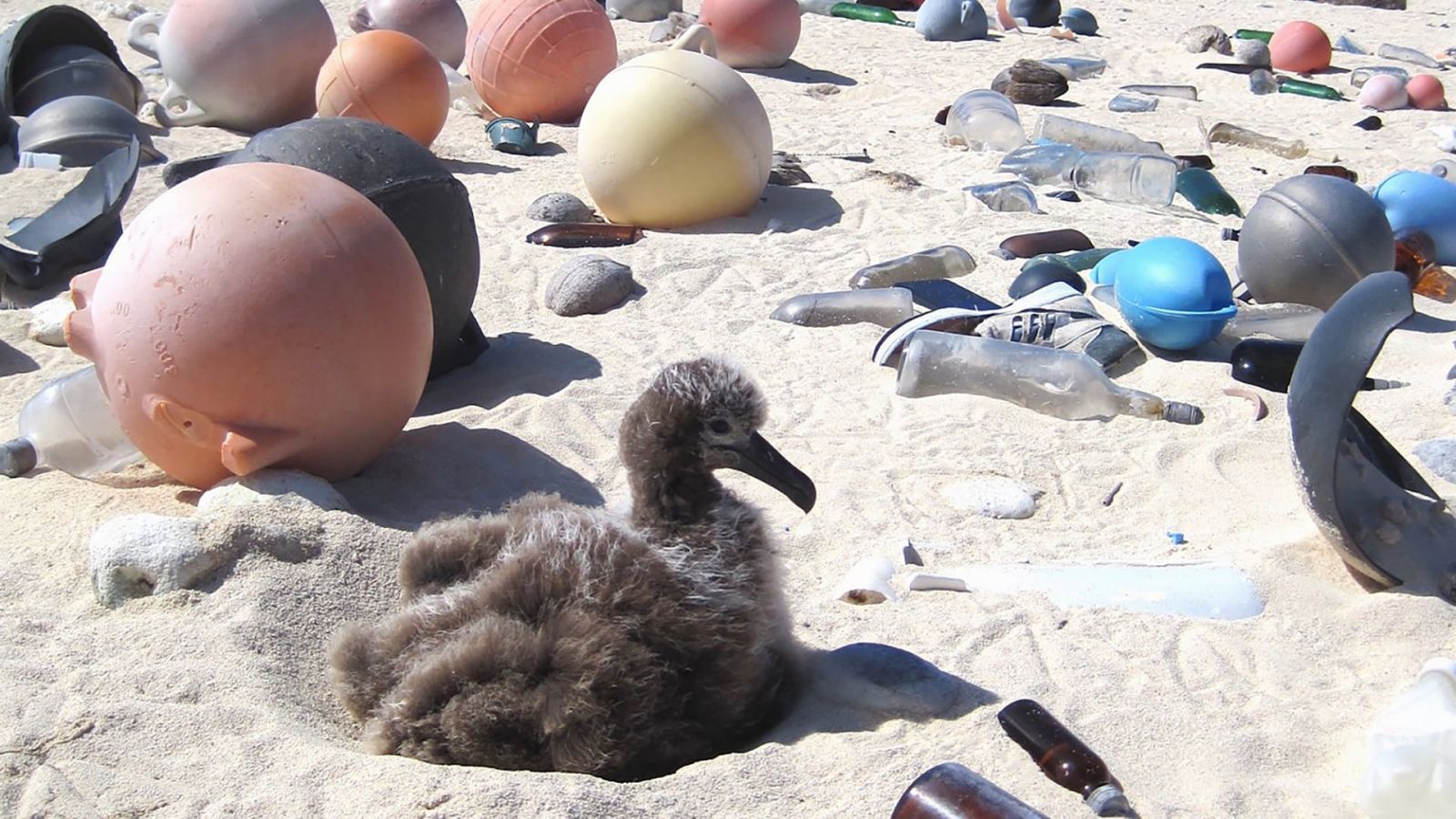 An albatross chick sits along a white sand beach at the Midway Atoll Wildlife Refuge amid plastic that covers the area even though it is not inhabited by humans. It is evidence of a global plastic problem. A new chemical conversion process developed by Purdue University researchers could transform the world’s polyolefin waste, a form of plastic, into useful products, such as clean fuels and other items. (NOAA photo)